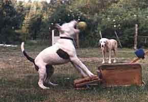 flyball.jpg