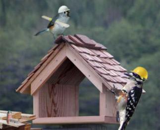 klusvogel.jpg