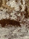 IMG_1024.jpeg