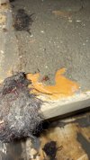 IMG_1325.jpeg