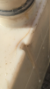IMG_7867.PNG