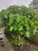MVIMG_20200826_091028.jpg