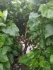 MVIMG_20200826_091052.jpg