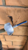 48790976-5087-4070-855A-176FC4B9C0BB.png 48790976-5087-4070-855A-176FC4B9C0BB.png