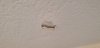 Plafond Son #3.jpg