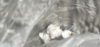 tempImageslvgtB.png tempImageslvgtB.png