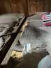IMG_8106.jpeg