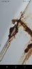 Screenshot_20240103-034620_Picture Insect.jpg
