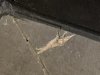 IMG_6494.jpeg