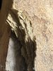 IMG_8374.jpeg