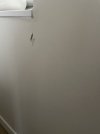 IMG_9427.JPEG