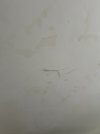 IMG_2318.jpeg