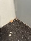 IMG_4636.jpeg