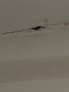 IMG_0445.jpeg