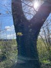 IMG_4333.jpeg