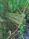 IMG_6401.jpeg