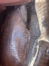 IMG_4366.jpeg IMG_4366.jpeg