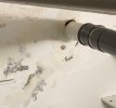 IMG_2171.jpeg