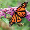 Monarch