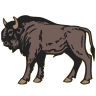 Bison