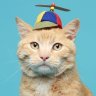 Propellerpet