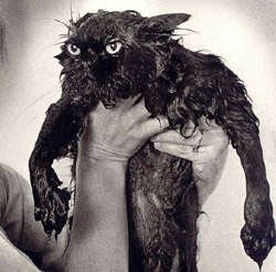 2464_wetcat_1.jpg