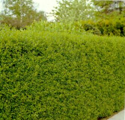 2544_liguster_2.jpg