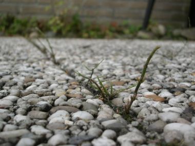 29035_Onkruid_1.jpg