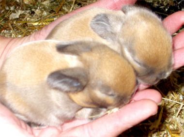2_2_mini_hangoren_1.jpg