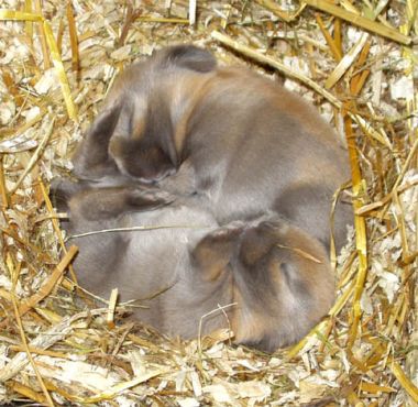 2_2_mini_hangoren_in_nest_1.jpg