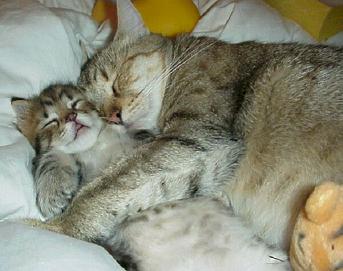 2_katten_die_slapen_1.jpg