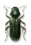 48218_gewone_houtwormkever_1.gif
