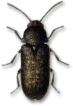 48218_houtwormkever_1.gif