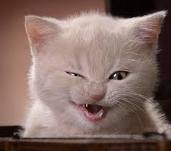 48952_poes_1.jpg