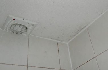 63193_schimmel_of_niet_1.jpg