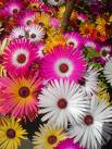 89_ijsbloemen_1.jpg