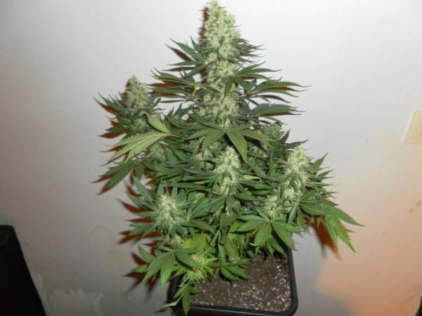 10198_wietplantbloei_1.jpg