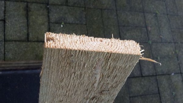 120718_Plank1_3.jpg