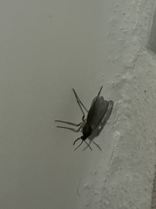 Vliegjes In Huis KLUSIDEE NL