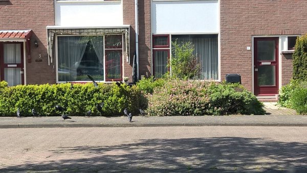 29035_20190504_Kauwtjes_Buxus_1.jpg