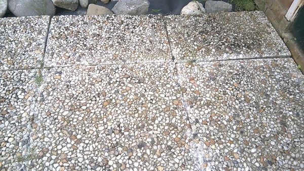 29035_Kattestaart_fragment_1.jpg